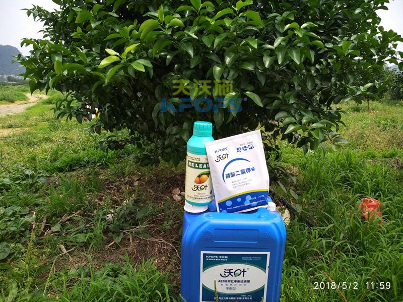 柑橘全年施肥時(shí)間表-沃葉柑橘1.png