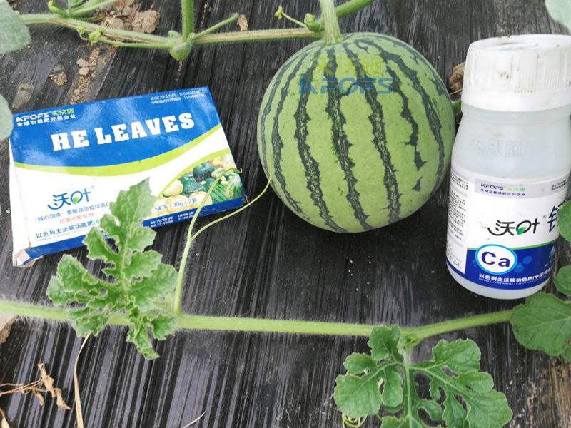 什么葉面肥好？