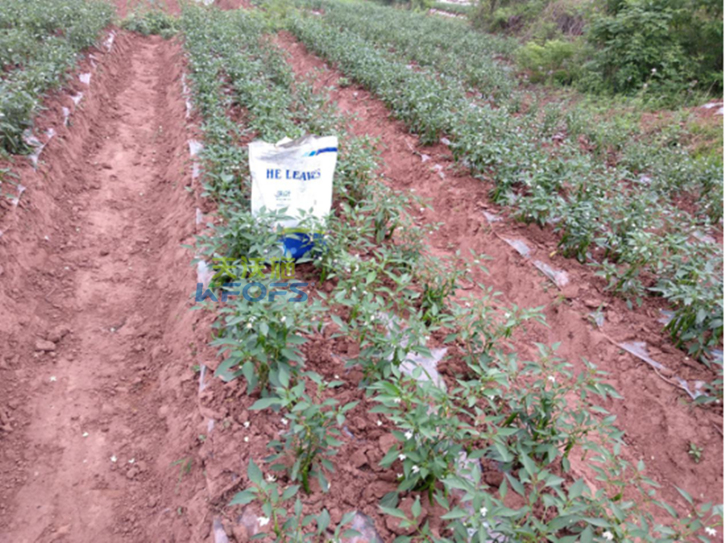 菌肥正確使用方法？