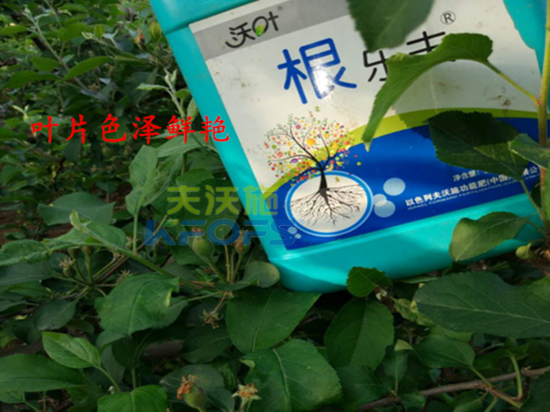 進口沖施肥哪家好？