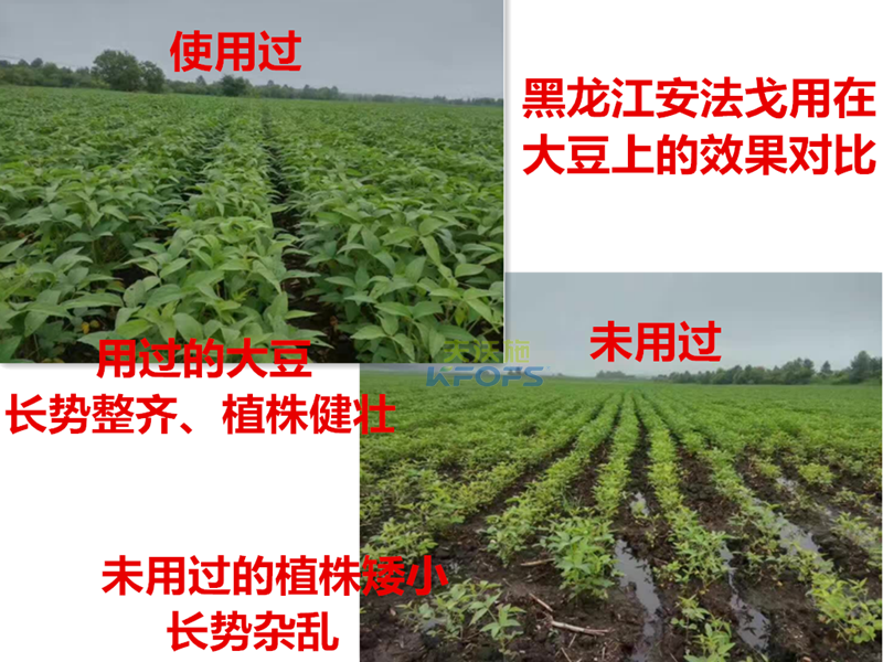 除草劑什么時(shí)候打好