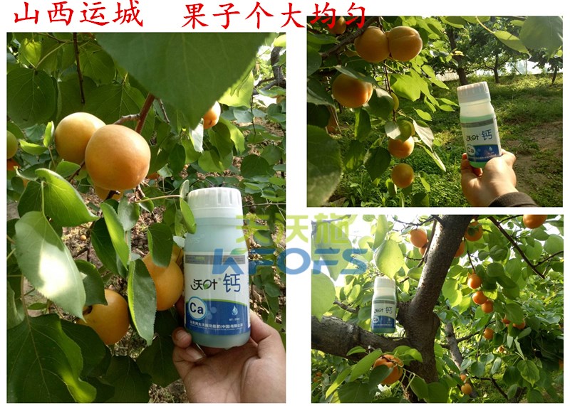 螯合鈣的用途！