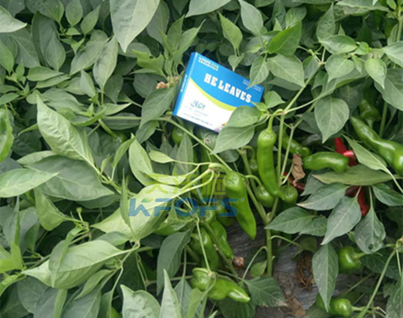 葉面肥噴施有哪些注意事項(xiàng)？