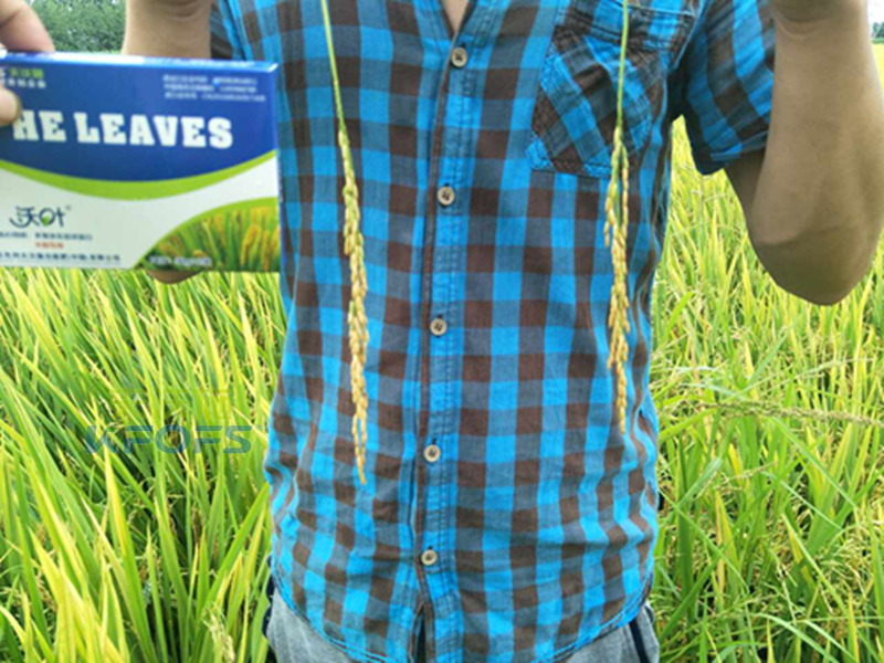 葉面肥噴施注意事項？