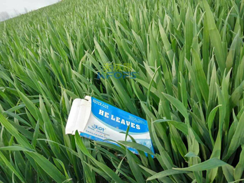 小麥什么時候打葉面肥