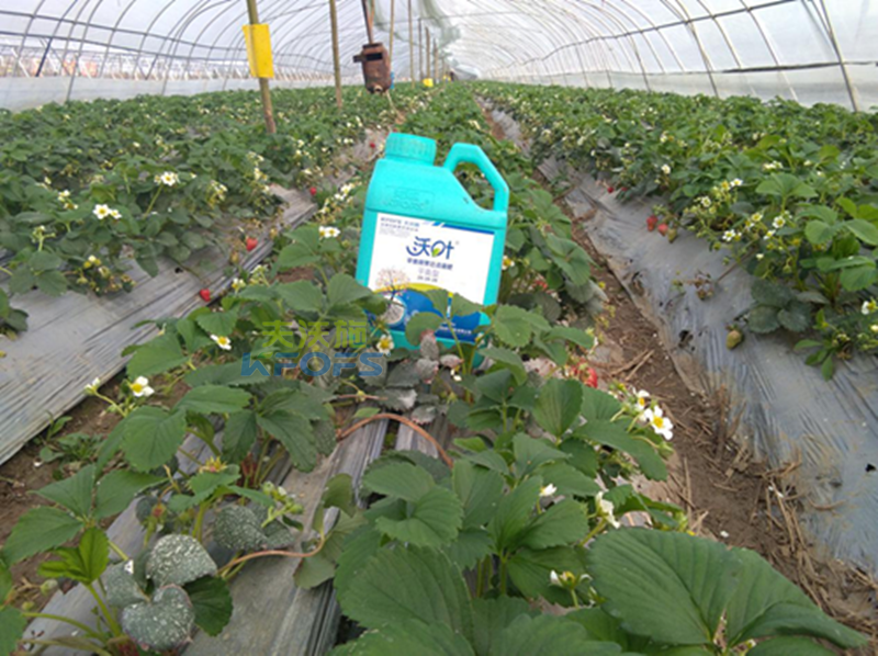 沖施肥如何選擇？1.png