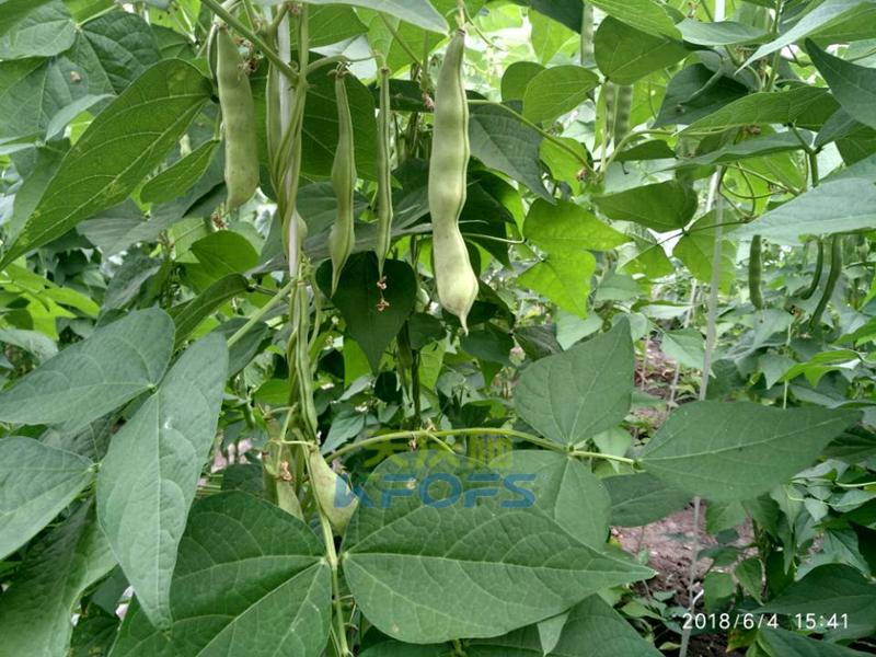 豆角需要什么樣的沖施肥？1.png