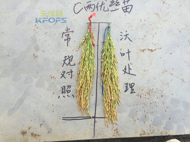 水稻怎么施肥高產(chǎn)？