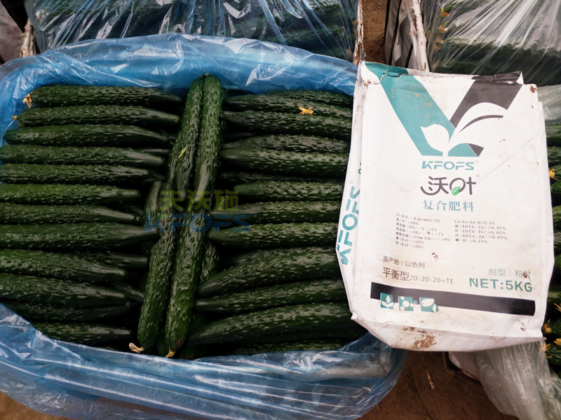 黃瓜用什么肥料產(chǎn)量高？