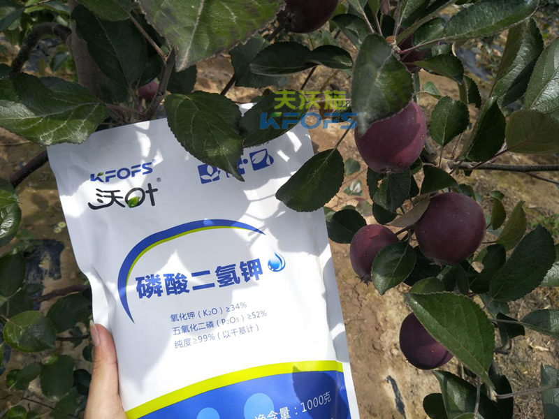 蘋果怎么施肥？1.png