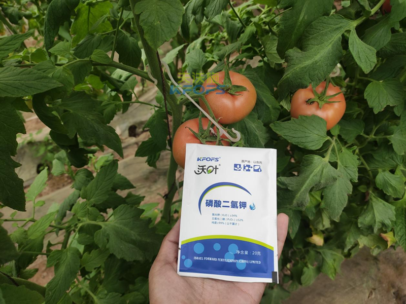 磷酸二氫鉀-番茄用沃葉磷酸二氫鉀.png