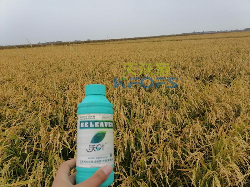 葉面肥如何選擇，王總實(shí)力推薦沃葉