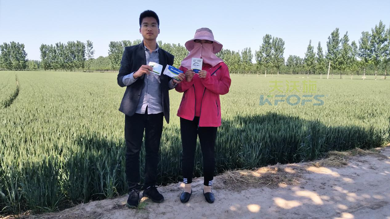 磷酸二氫鉀在小麥上的用處