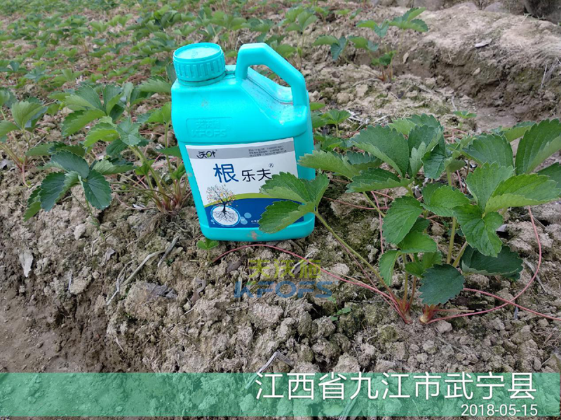 草莓如何施肥更高產(chǎn)？.png
