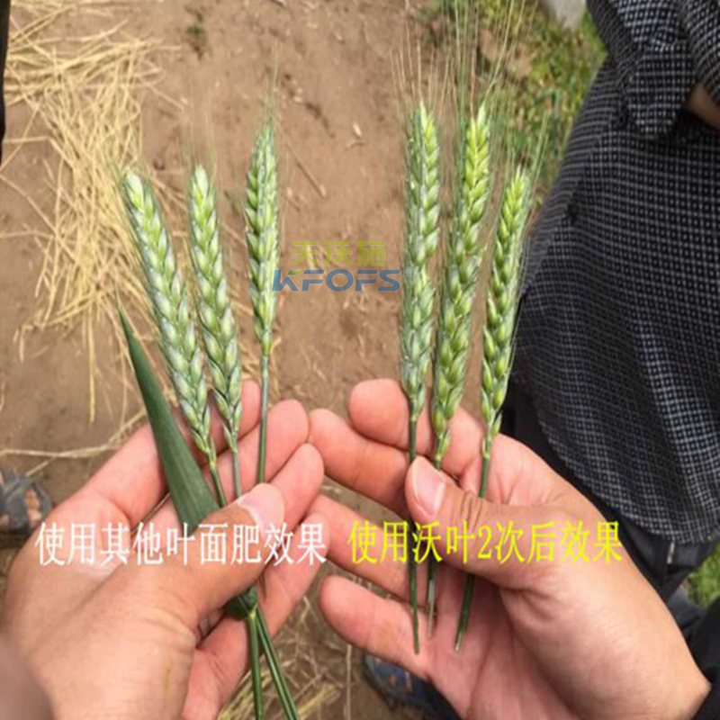 小麥葉面肥噴施的注意事項？