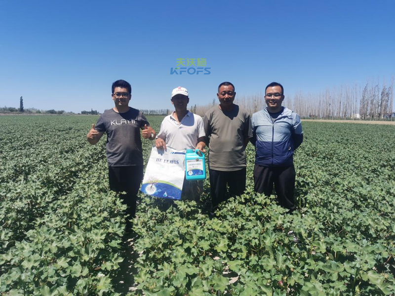 棉花高產(chǎn)施肥的種植技術(shù)-沃葉用戶見(jiàn)證.png