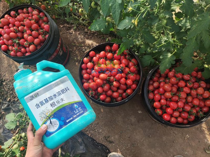 生根劑哪個牌子好？