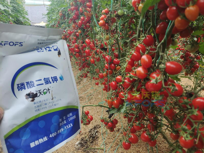 磷酸二氫鉀灌根，教你正確方法