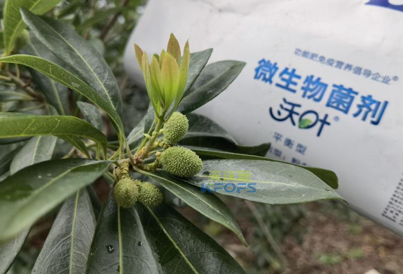 楊梅用什么水溶肥效果好？周大哥推薦沃葉