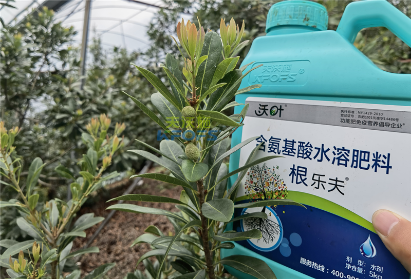 楊梅用什么水溶肥效果好-沃葉根樂夫.png