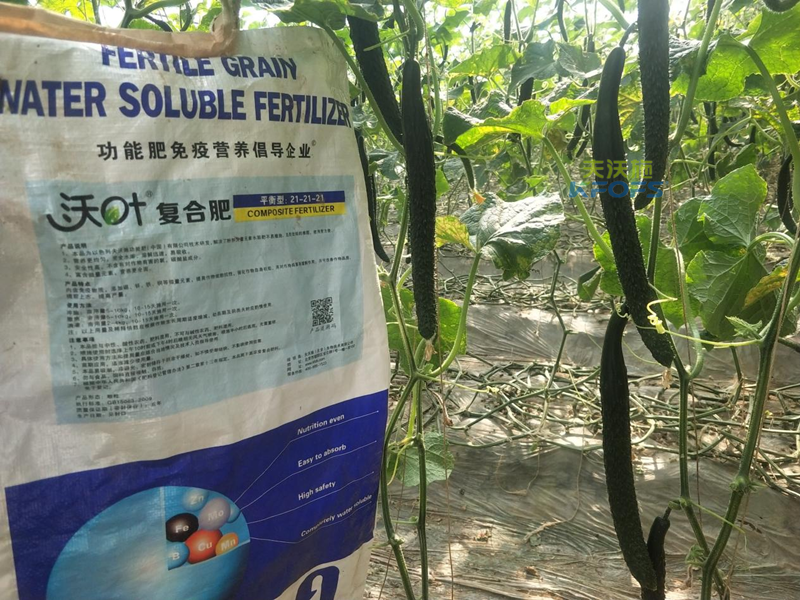 用什么肥料黃瓜產量高-沃葉顆粒肥.png