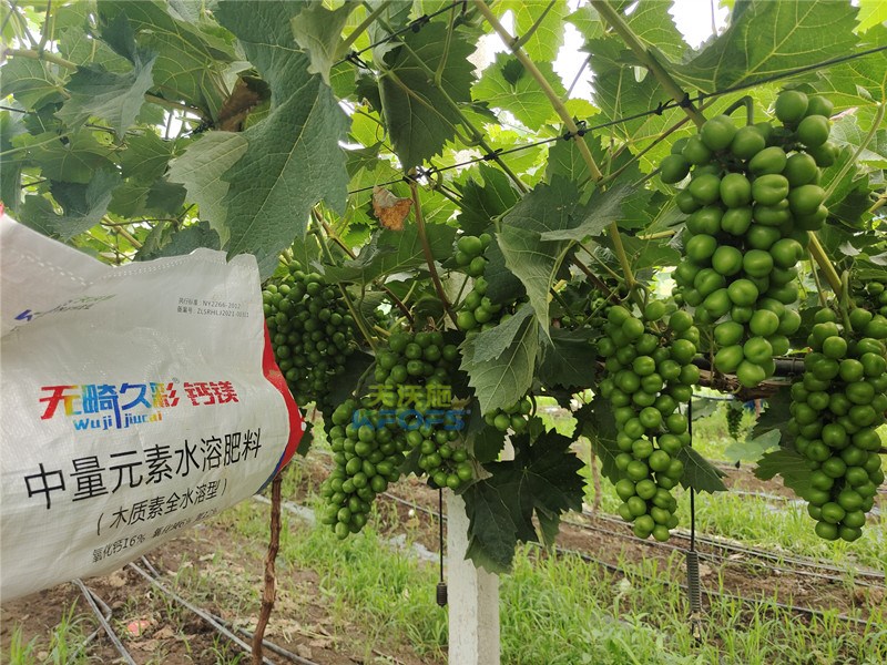 中微量元素水溶肥無畸久彩，助提商品率！