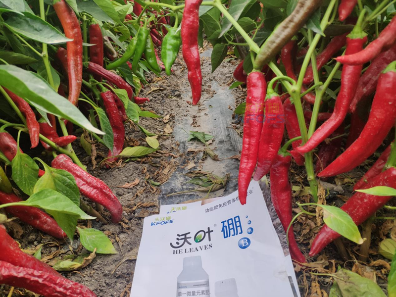 辣椒管理與施肥技術(shù)，夫沃施科普