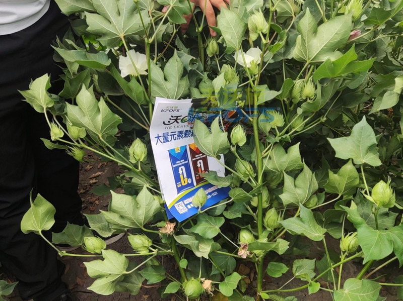 棉花施什么肥產(chǎn)量高？