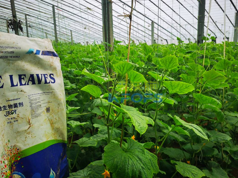 微生物菌劑-黃瓜用沃葉微生物菌劑1.png
