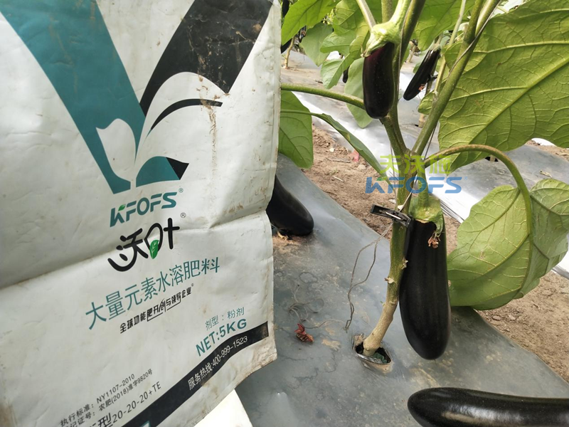 茄子用什么肥料產(chǎn)量高？