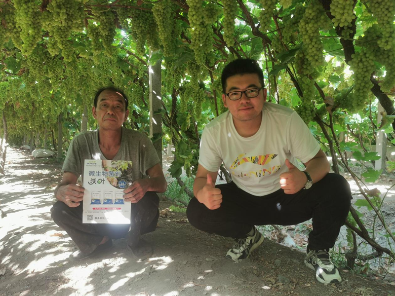 葡萄施什么肥？這款認(rèn)可度高