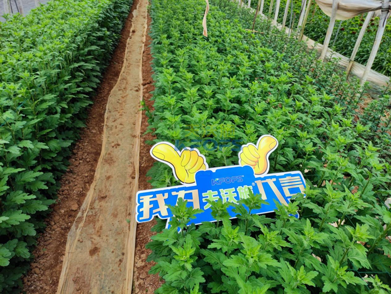 菊花上用水溶肥效果怎么樣？