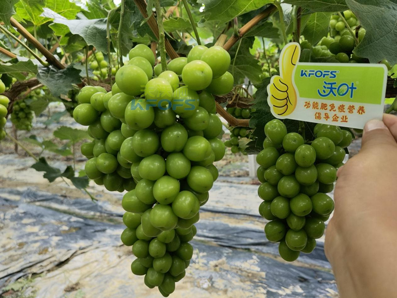 水溶肥，果樹種植戶認準夫沃施