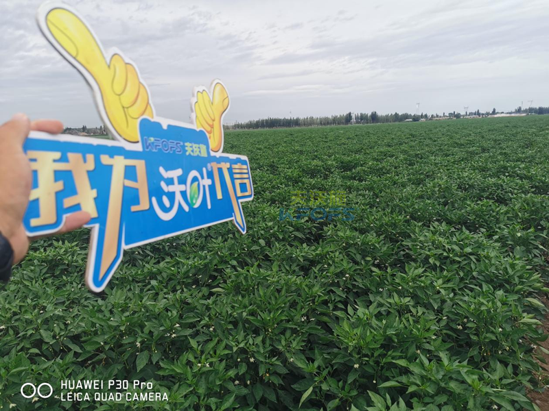 辣椒用什么肥料效果好？