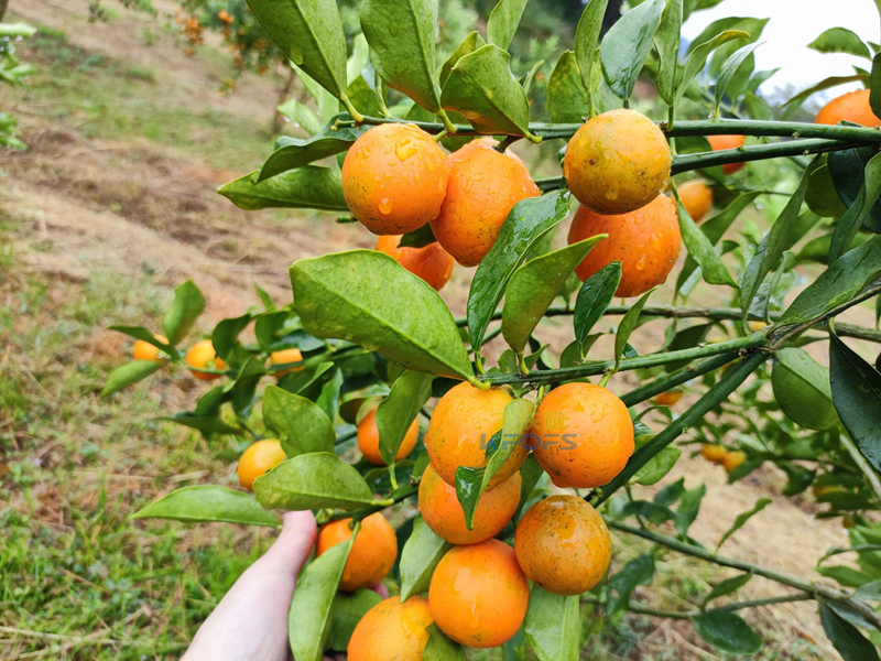 金桔用什么肥料好？夫沃施功能肥值得信賴