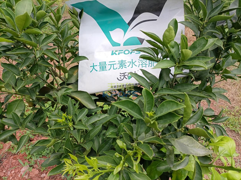 柑橘樹小苗施什么肥好-沃葉水溶肥系列1.png
