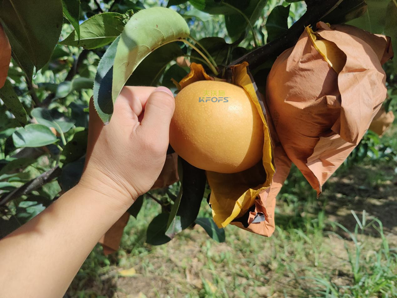 秋月梨用什么水溶肥？李大叔推薦采法特