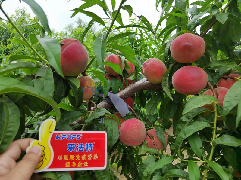 桃樹施什么肥料好？