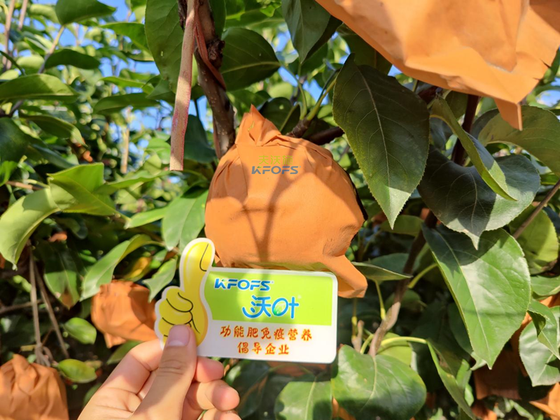 梨樹用什么肥料產量高？