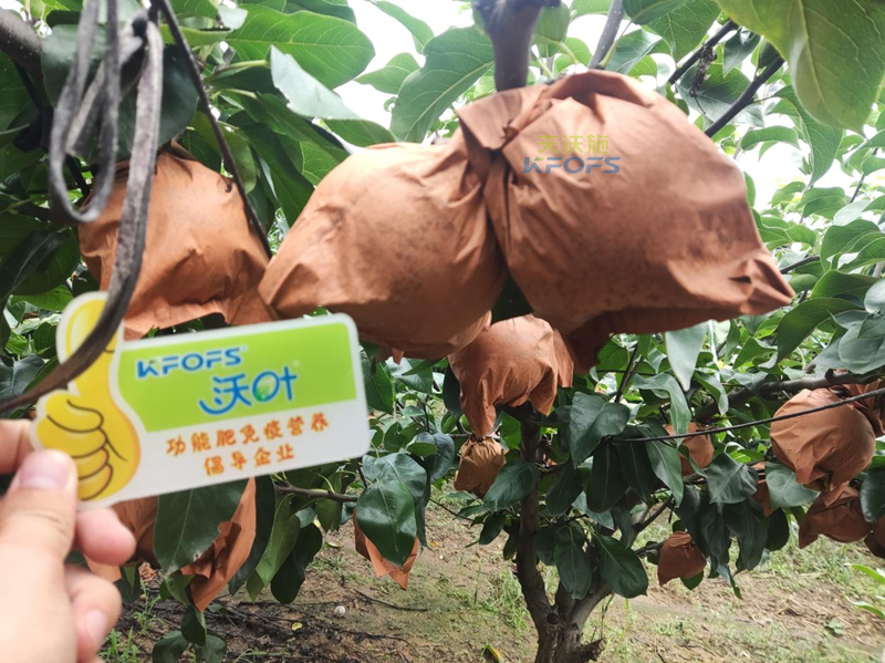 梨樹用什么肥料產(chǎn)量高-沃葉水溶肥1_副本.png