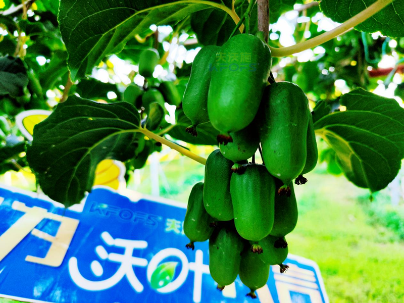 獼猴桃施肥哪種肥料好？