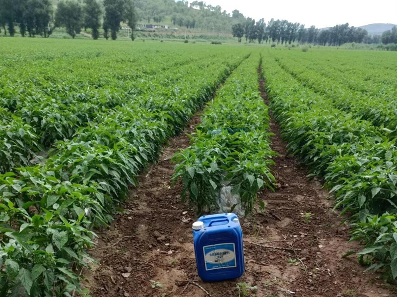 水溶肥哪家好？用過才知道