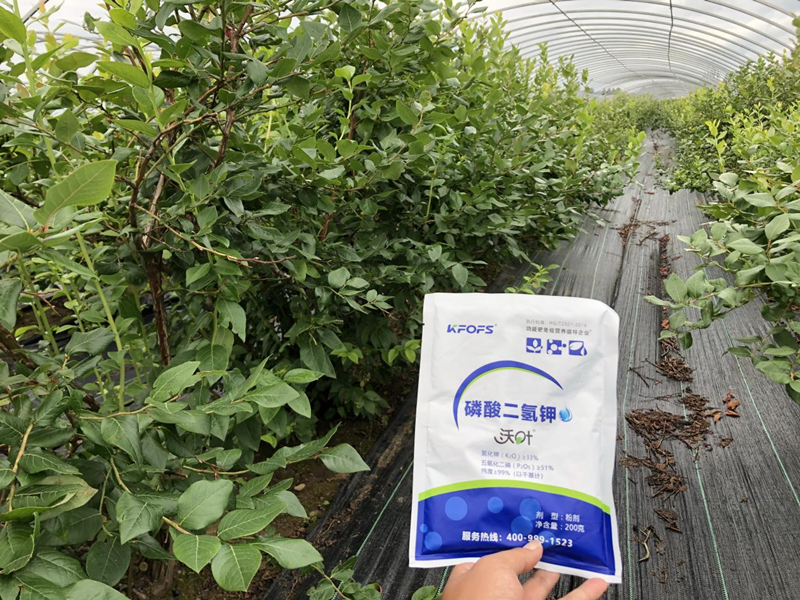 磷酸二氫鉀怎么用效果好？