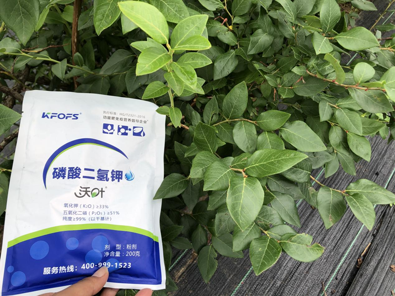 磷酸二氫鉀-藍(lán)莓用沃葉磷酸二氫鉀1.png