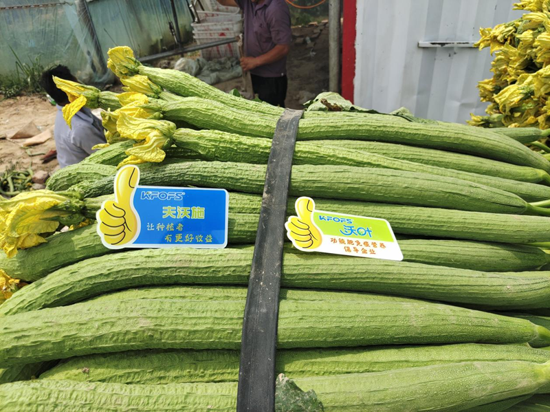 葉面肥用在絲瓜上效果怎么樣？