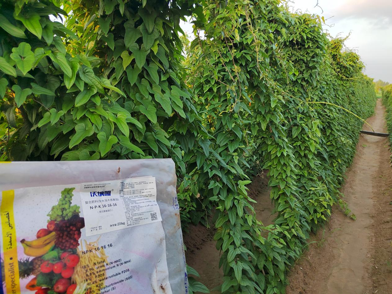 水溶肥用在山藥上效果好不好？