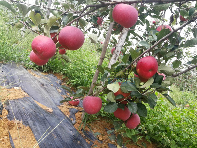 水溶肥選哪家？張總認(rèn)可采法特