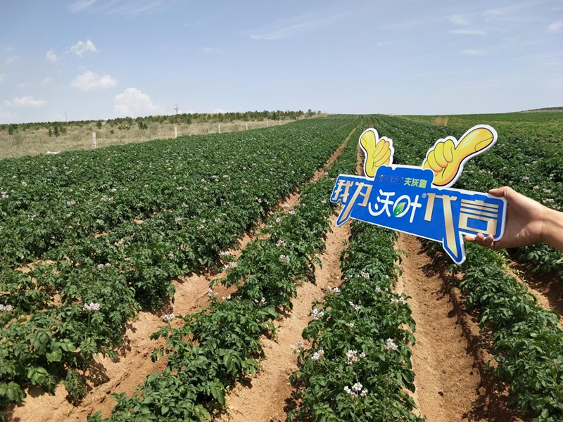 微生物菌肥哪家好？張大叔選沃葉