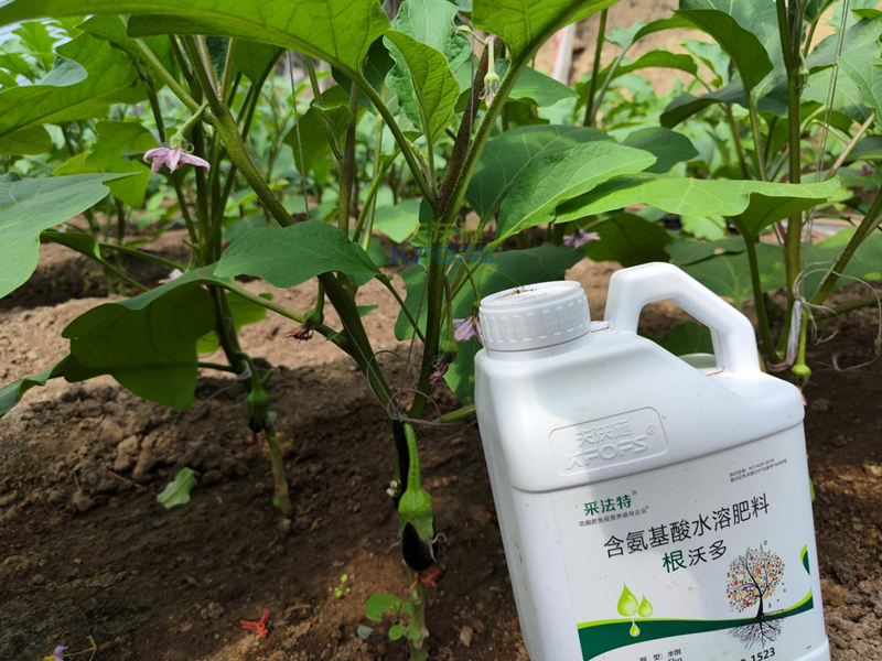 茄子施什么肥好？