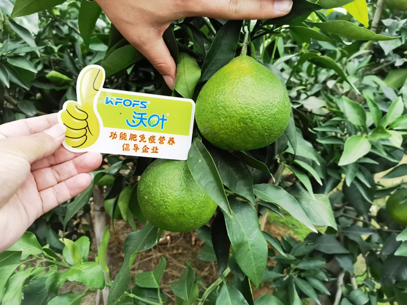 水溶肥選得好，柑橘產(chǎn)量少不了